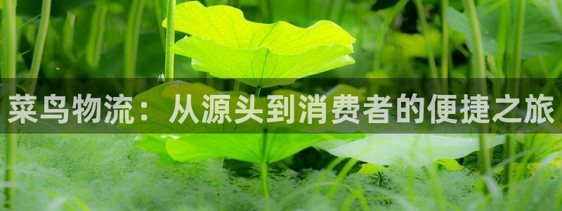 多多28是干嘛的:菜鸟物流:从源头到