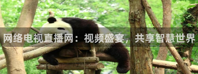 山猫足球赛事直播在线观看视频：网络电视直播网：视频盛宴，共享智慧世界